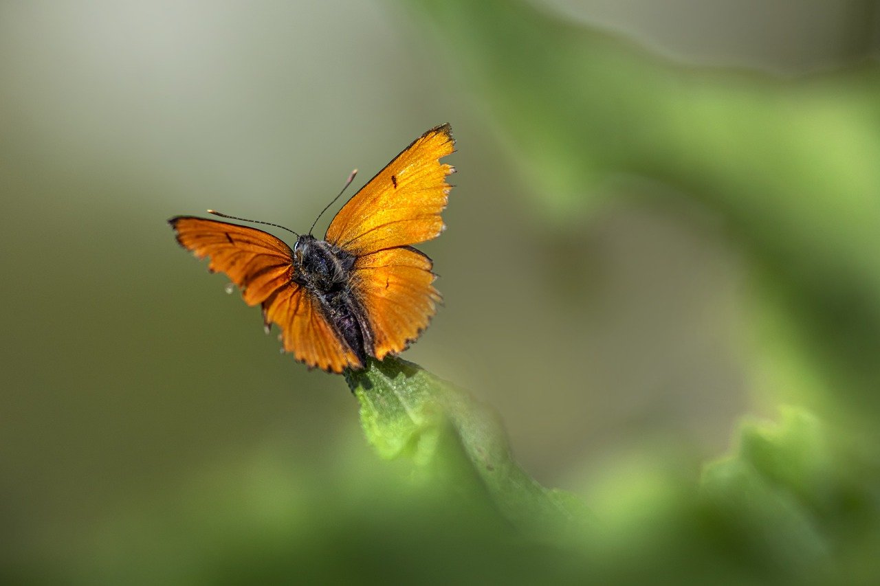 Large copper ( Lycaena dispar)