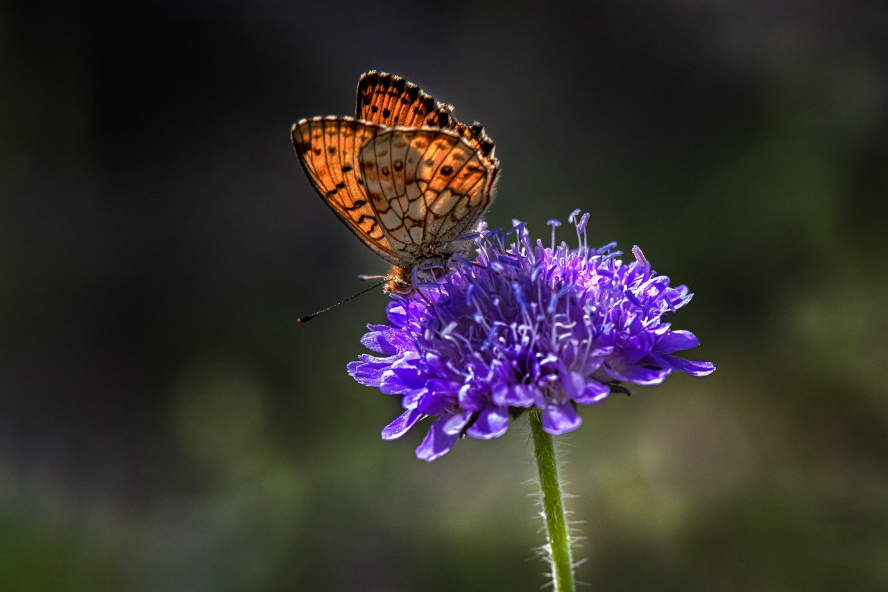  Lesser marbled fritillary (Brenthis ino)