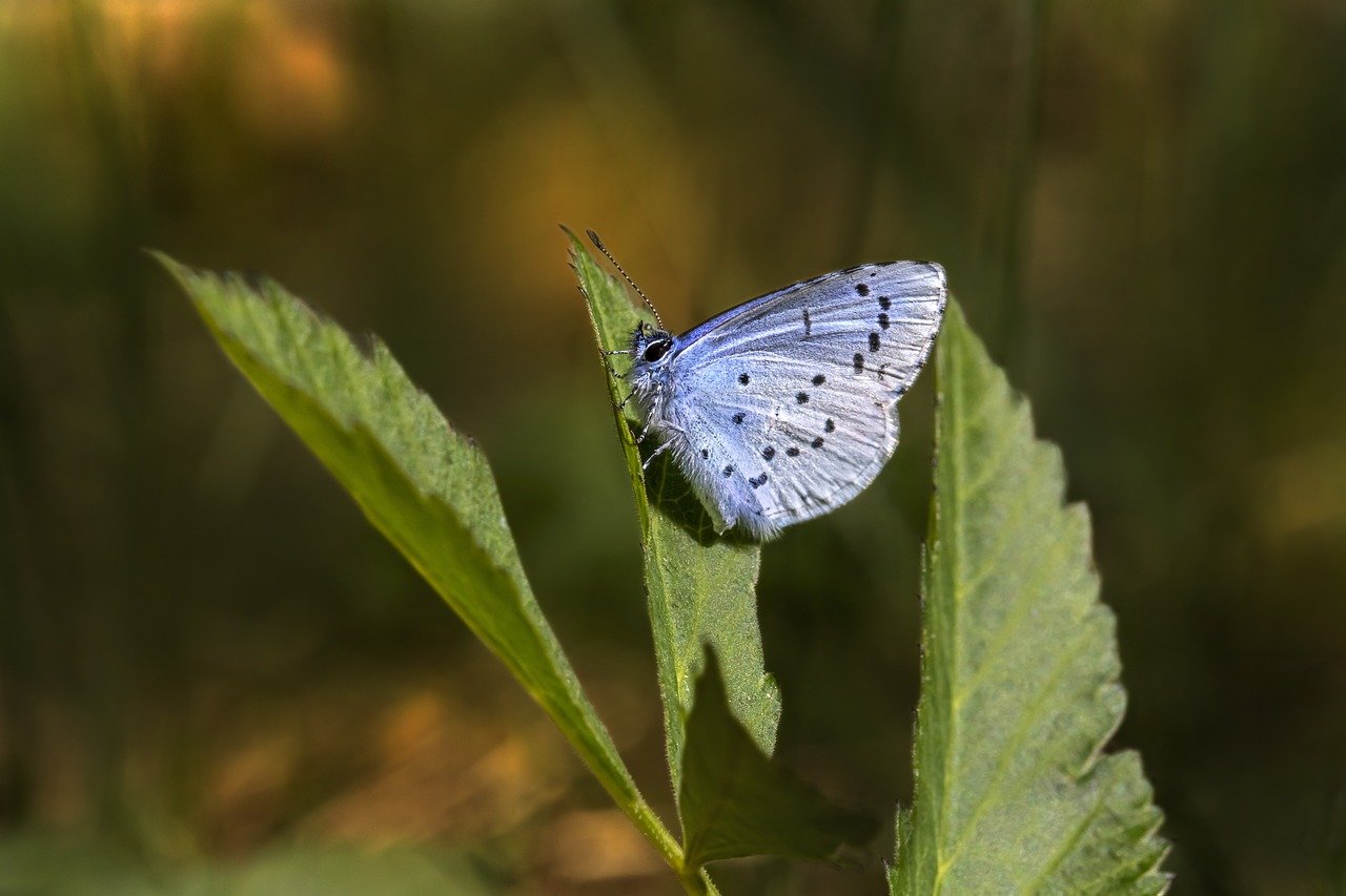 Holly blue (Celastrina argiolus)