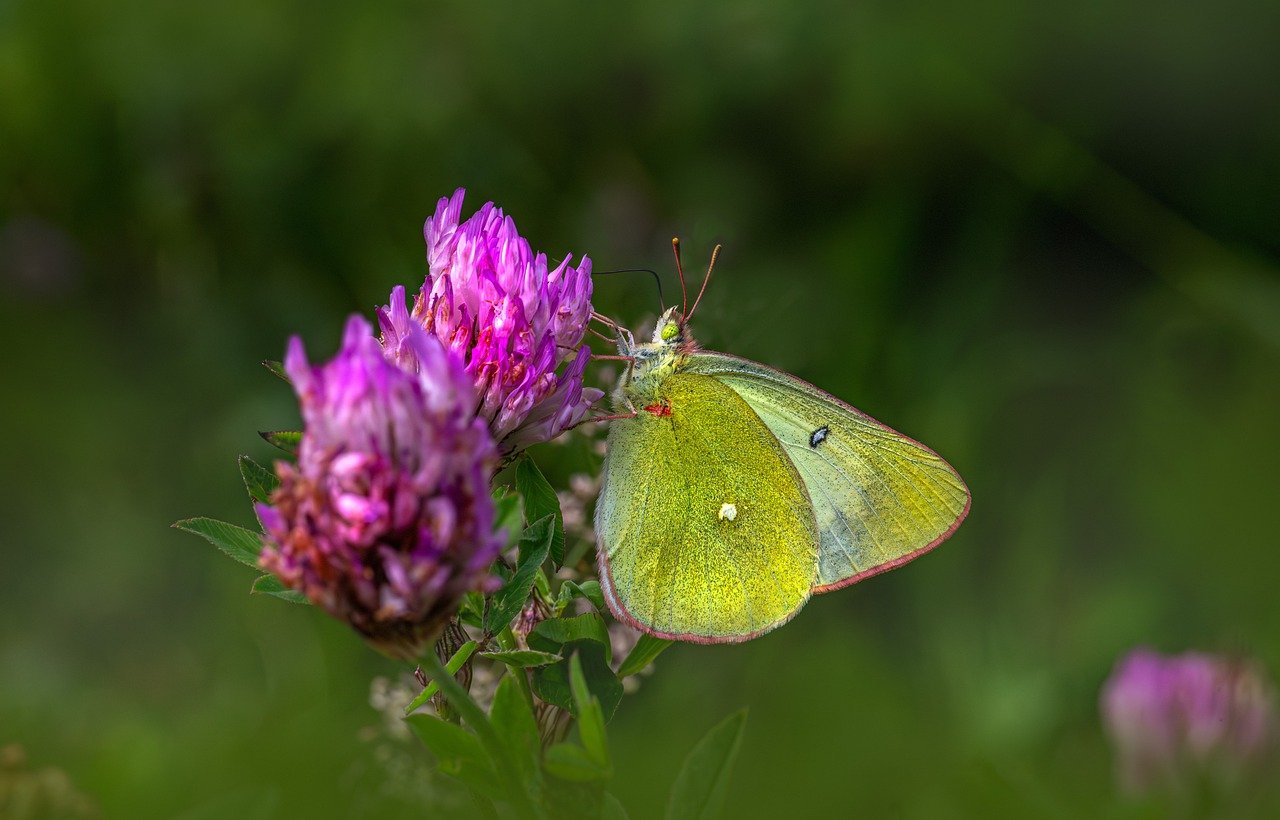 Pale clouded yellow (Colias hyale)