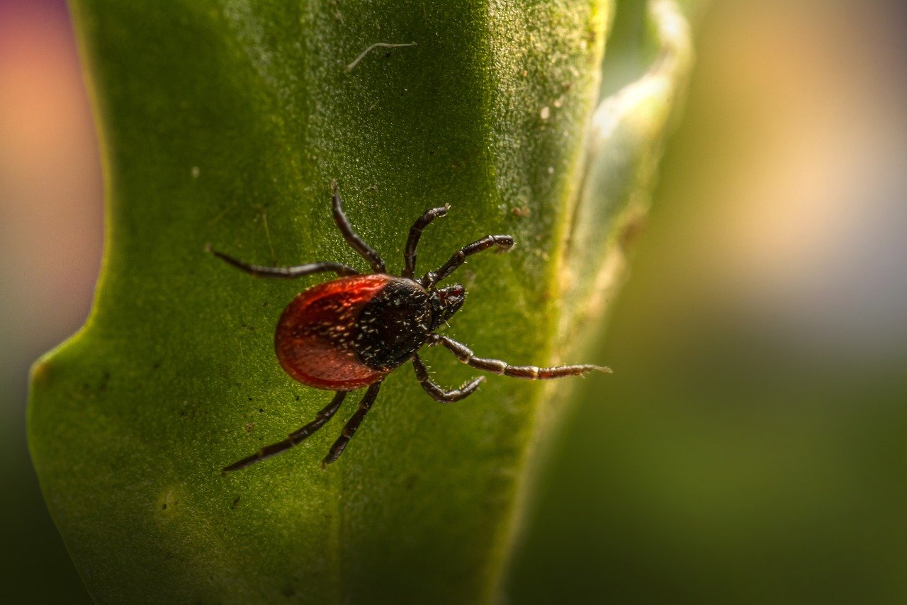 Castor bean tick (Ixodes ricinus)