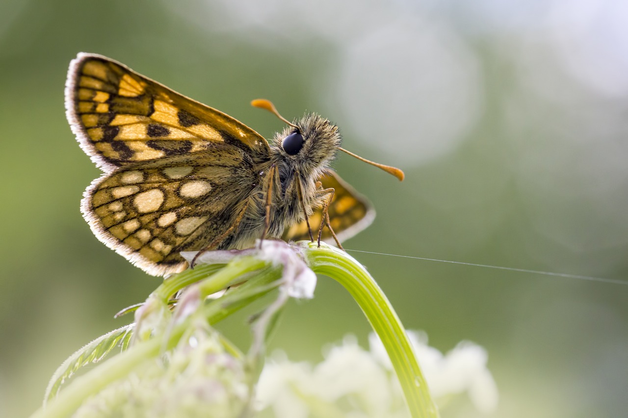 Chequered skipper (Carterocephalus palaemon)