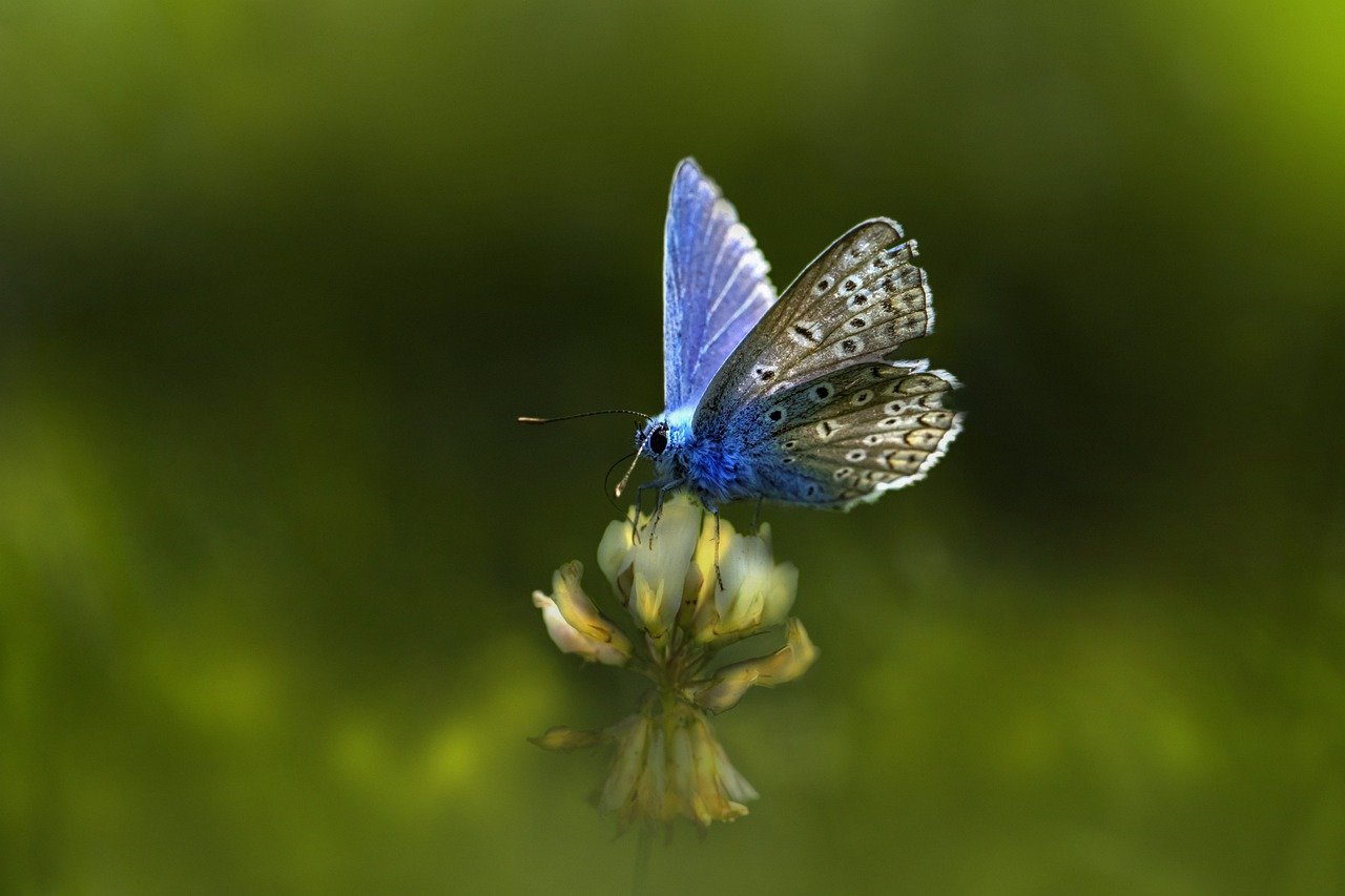 Common blue (Polyommatus icarus)