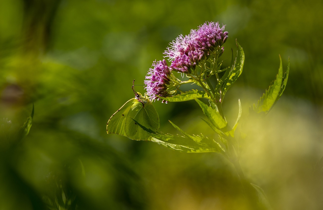 Common Brimstone (Gonepteryx rhamni)