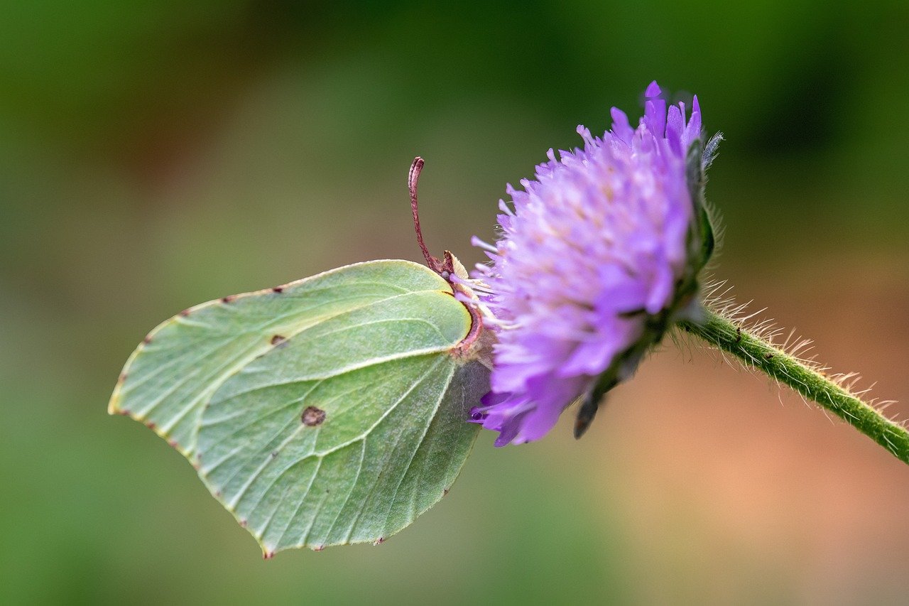 Common Brimstone (Gonepteryx rhamni)