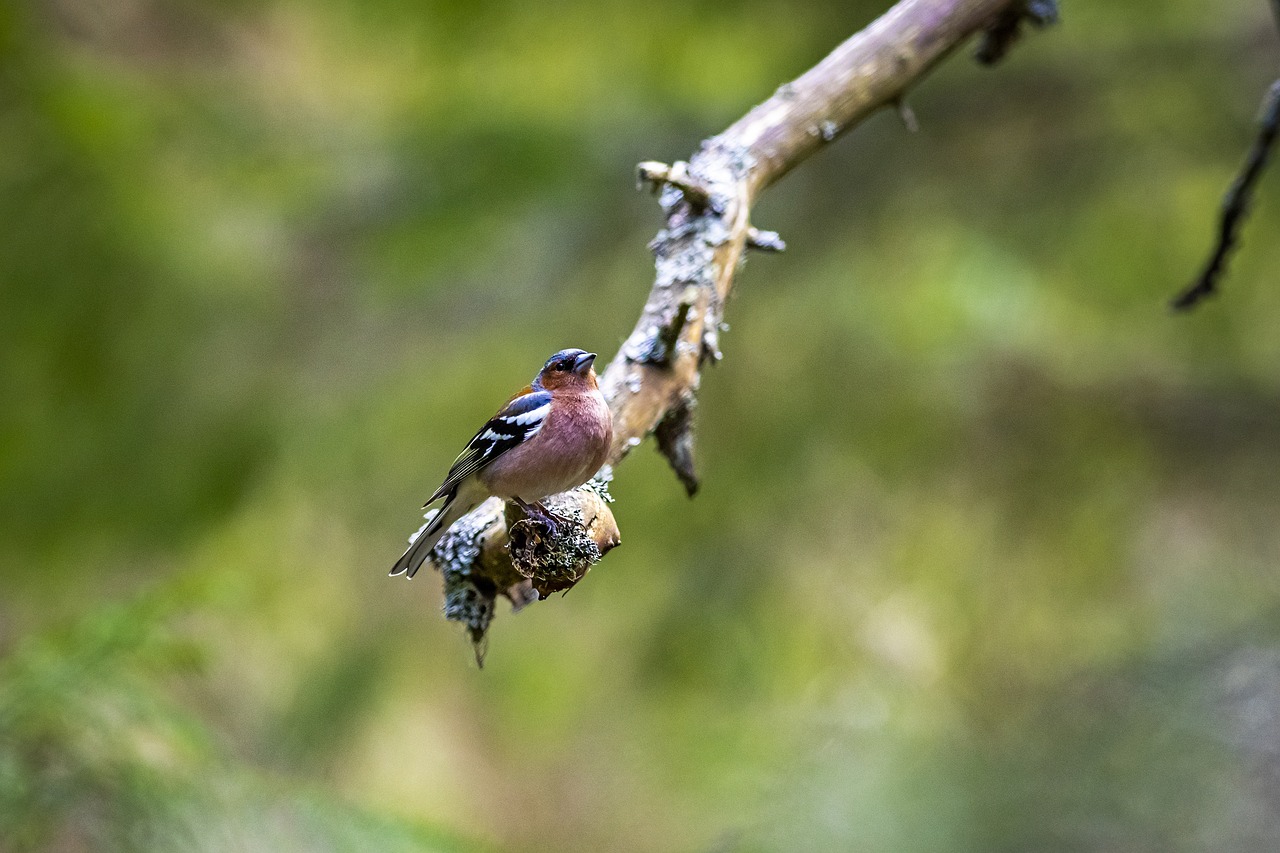 Common chaffinch (Fringilla coelebs)