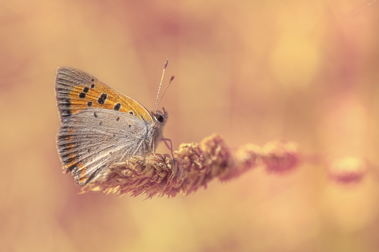 Common copper (Lycaena phlaeas)