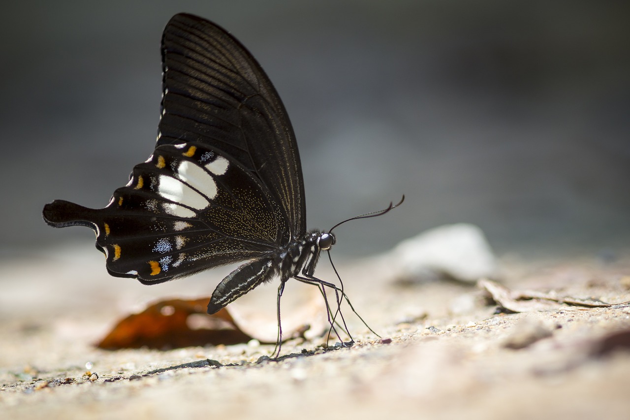 Yellow helen , Black and white helen (Papilio nephelus)