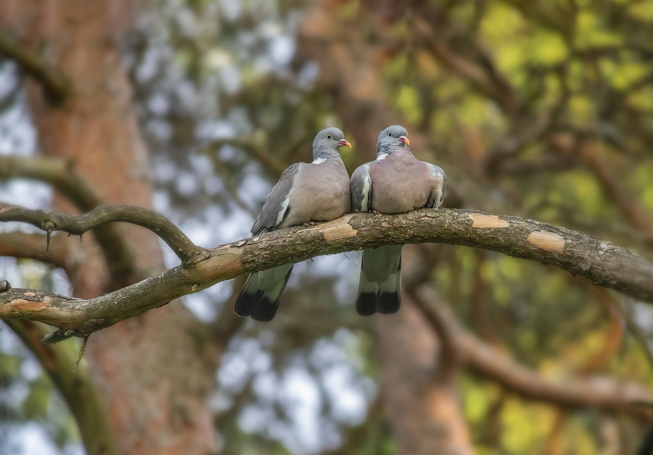 Common wood pigeon (Columba palumbus)