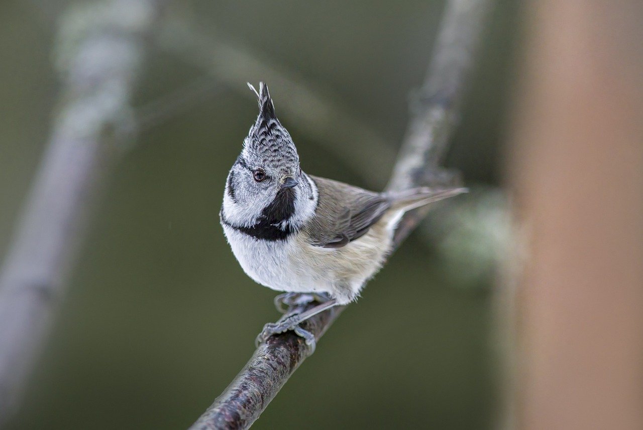 European crested tit (Lophophanes cristatus)