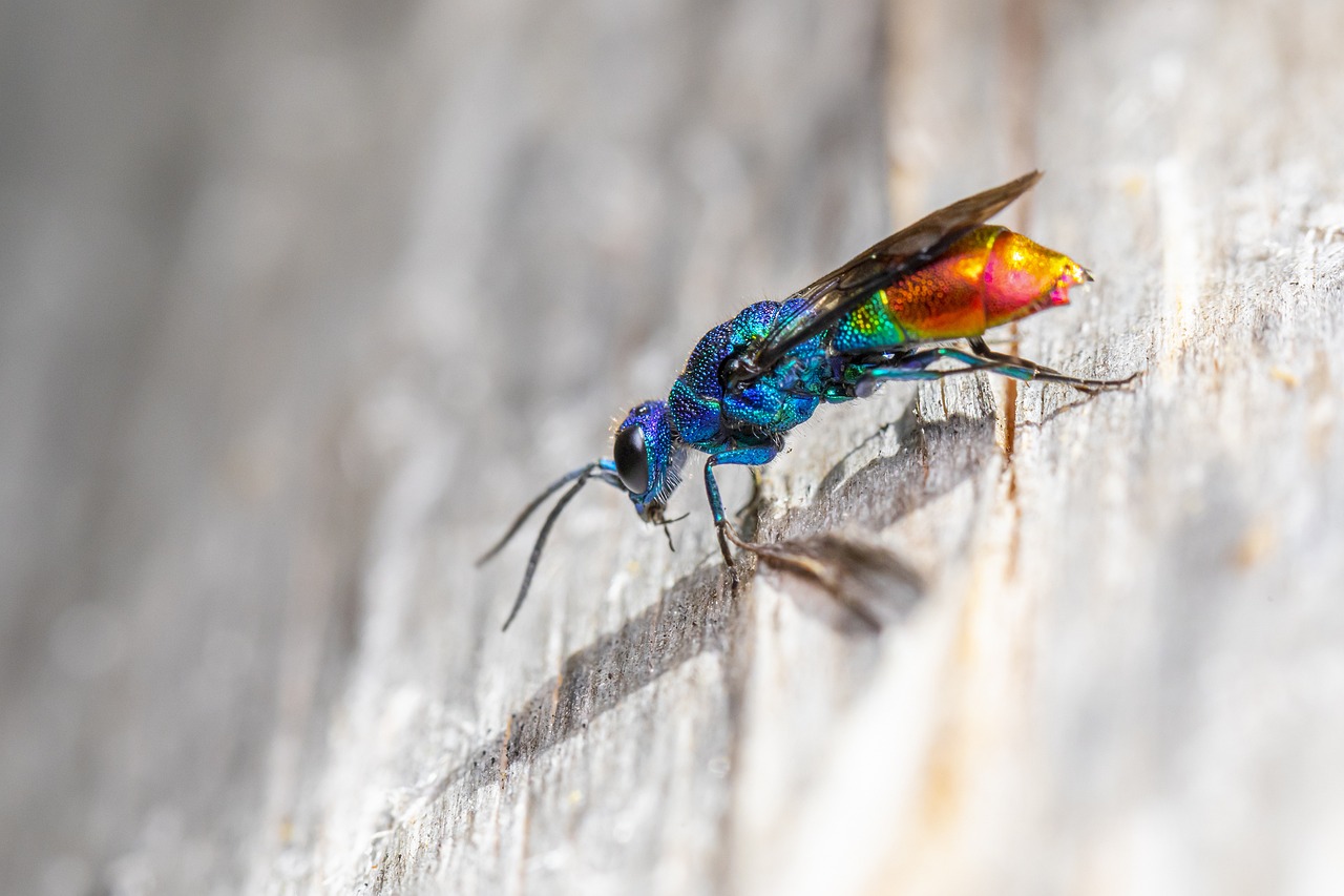 Cuckoo wasp (Chrysis fulgida)