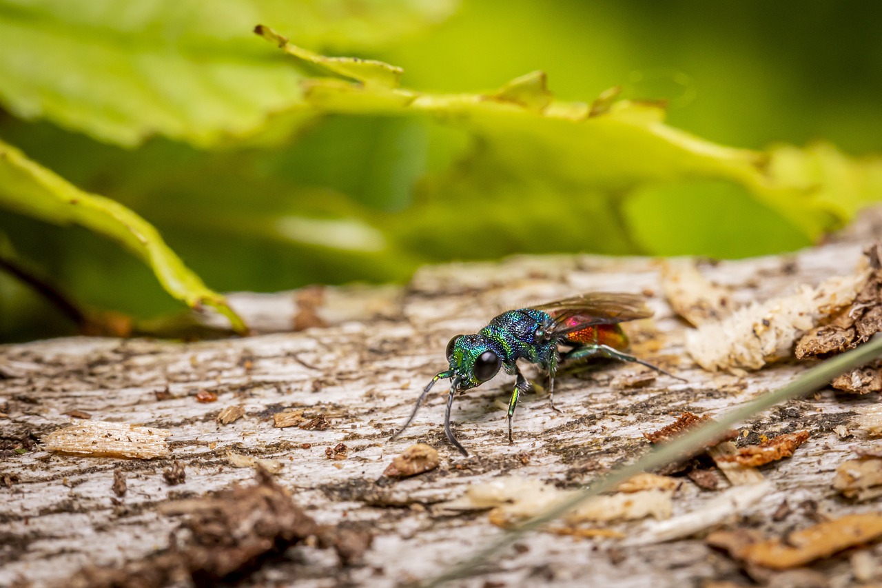 Cuckoo wasp (Chrysis fulgida)