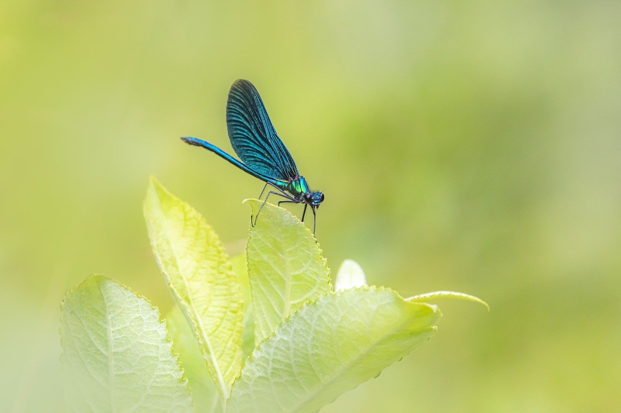 Beautiful Demoiselle (Calopteryx virgo)