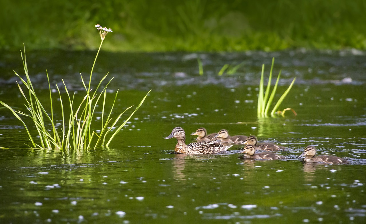 Mallard or wild duck (Anas platyrhynchos)