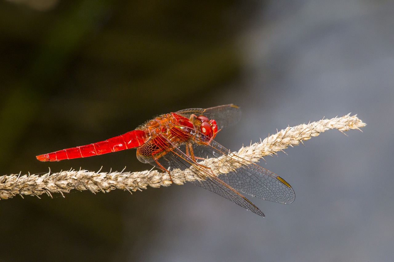 Scarlet dragonfly (Crocothemis erythraea)