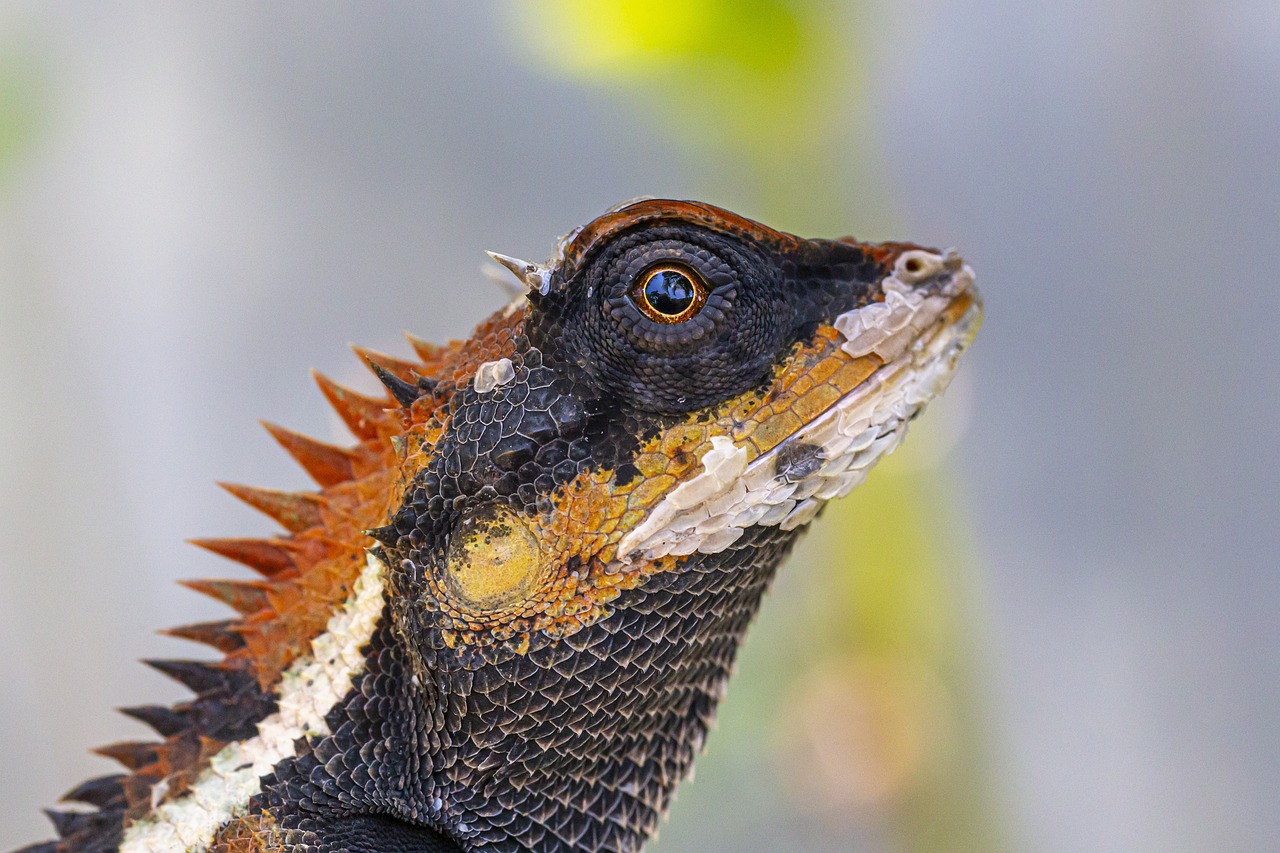 Emma gray`s forest lizard (Calotes emma)