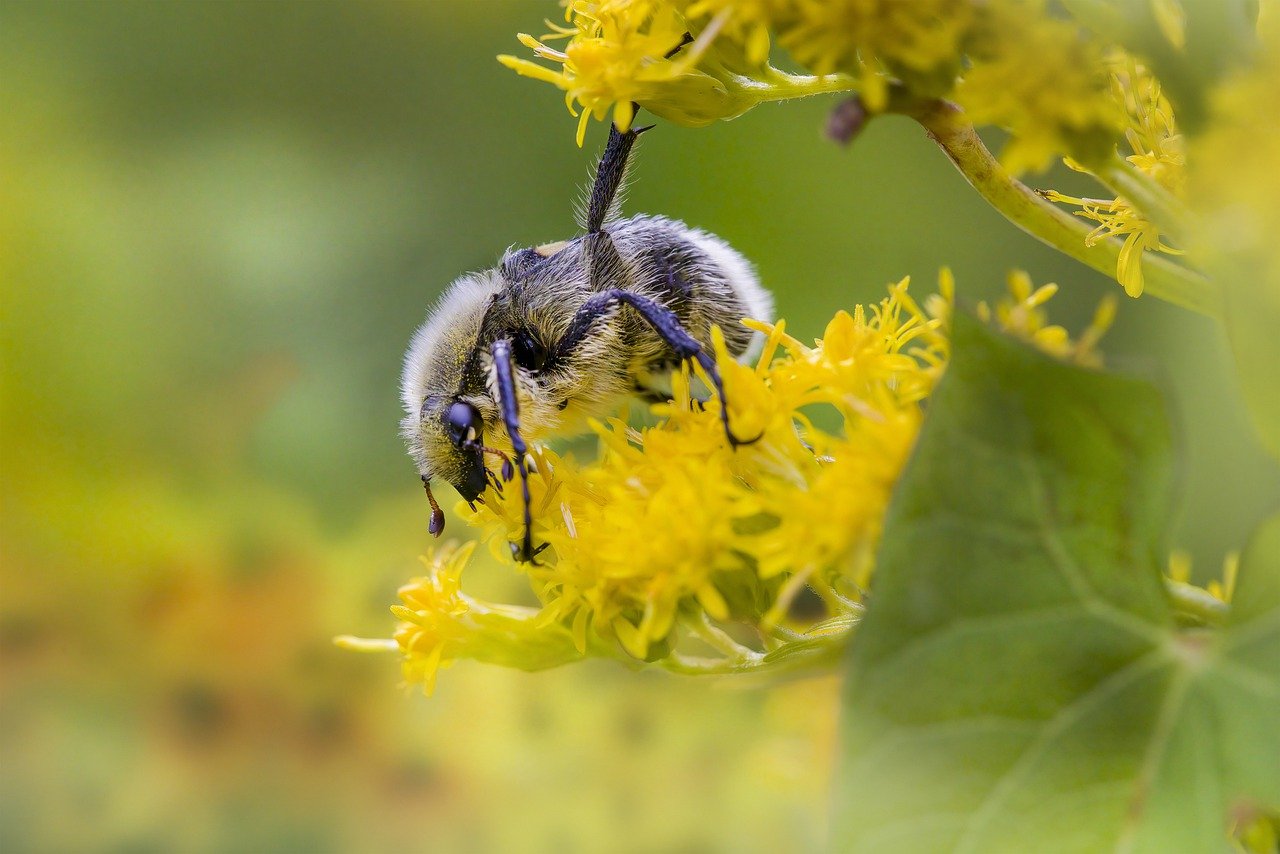 Eurasian bee beetle (Trichius fasciatus)