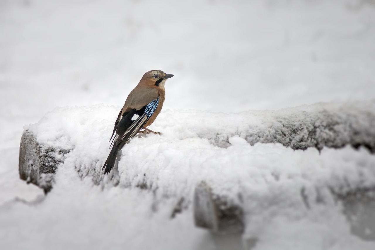 Eurasian jay (Garrulus glandarius)