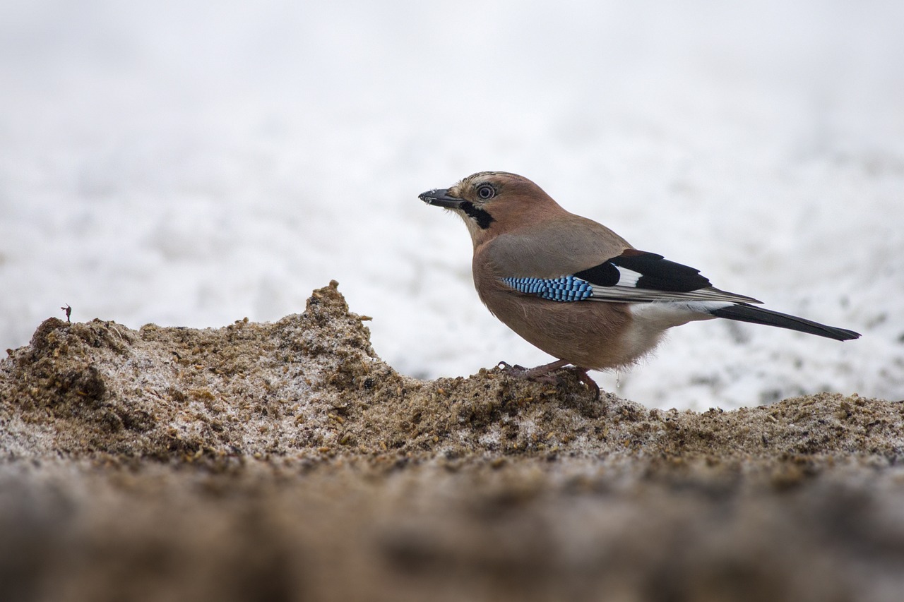 Eurasian jay (Garrulus glandarius)