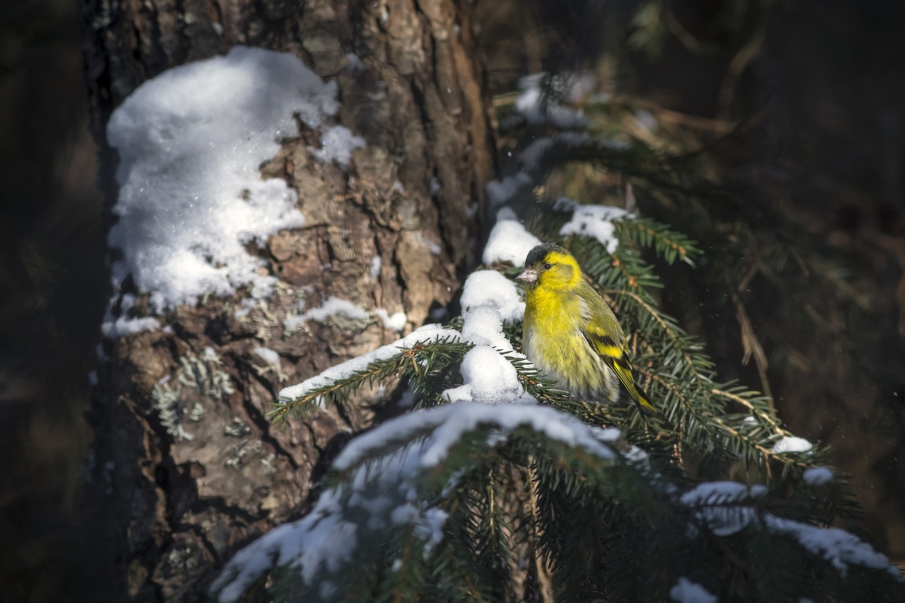 Eurasian Siskin (Spinus spinus)