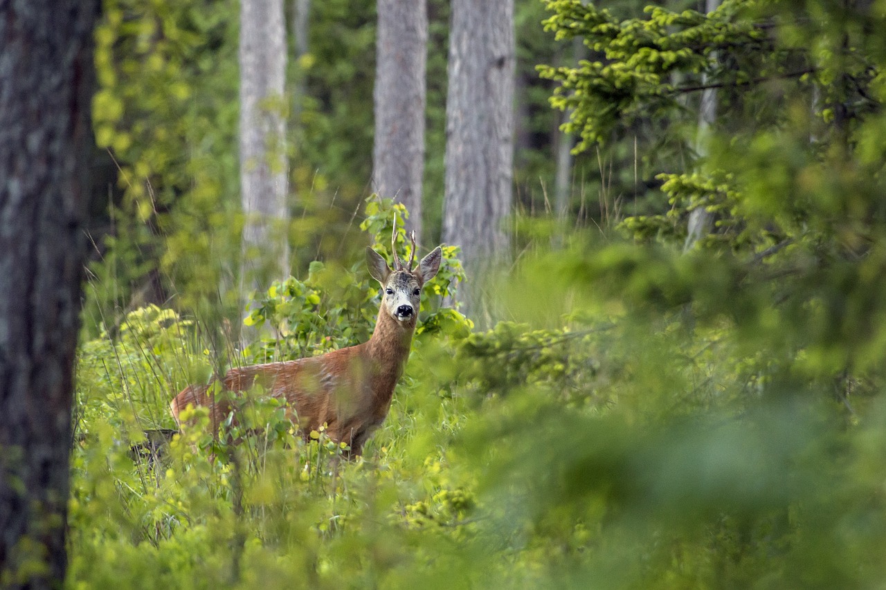 European roe deer (Capreolus capreolus)