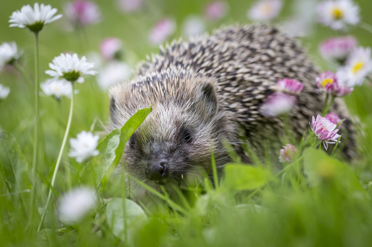 European hedgehog (Erinaceus europaeus)