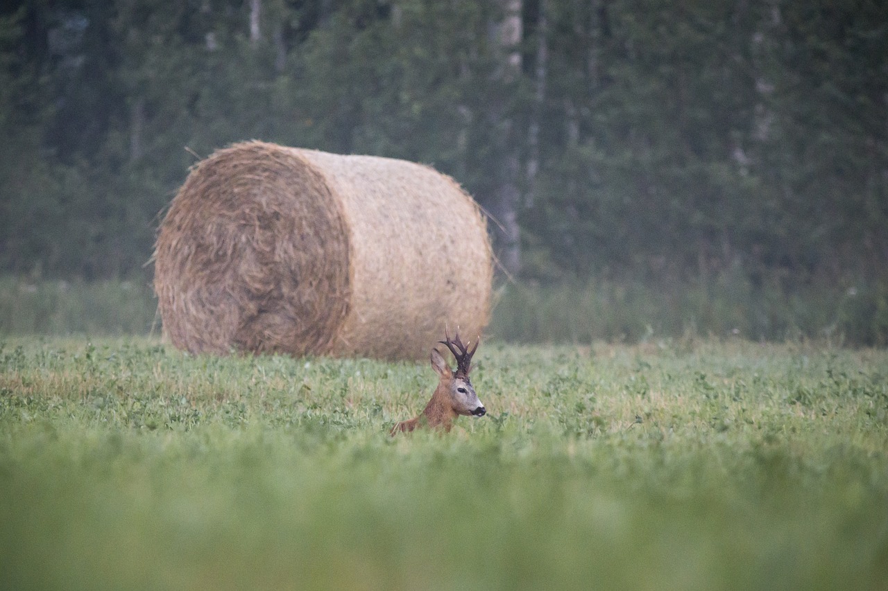 European roe deer (Capreolus capreolus)