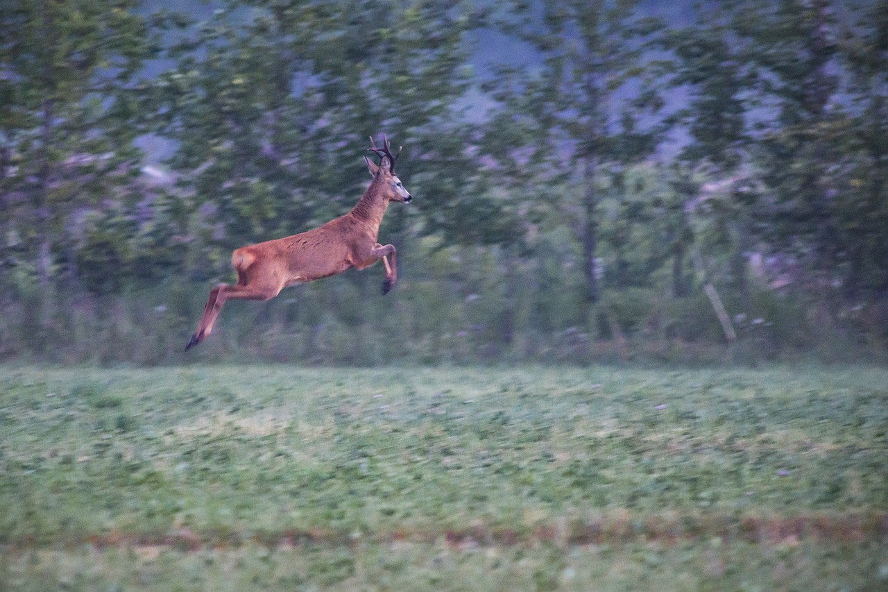 European roe deer (Capreolus capreolus)