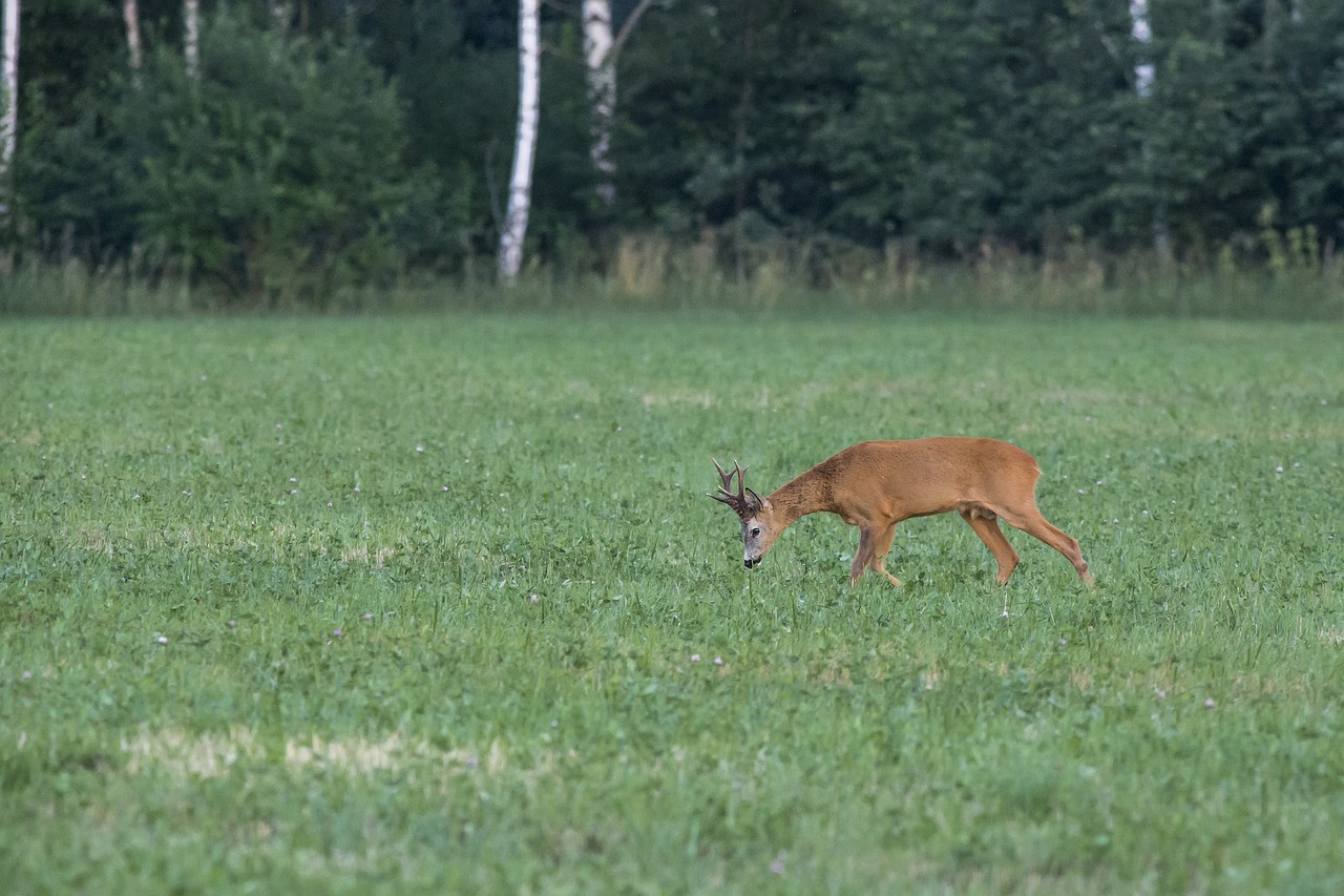 European roe deer (Capreolus capreolus)