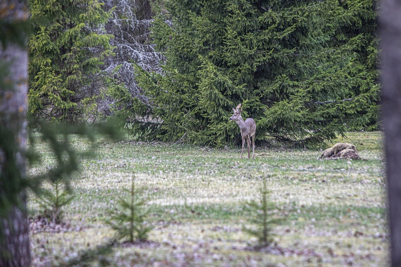 European roe deer (Capreolus capreolus)