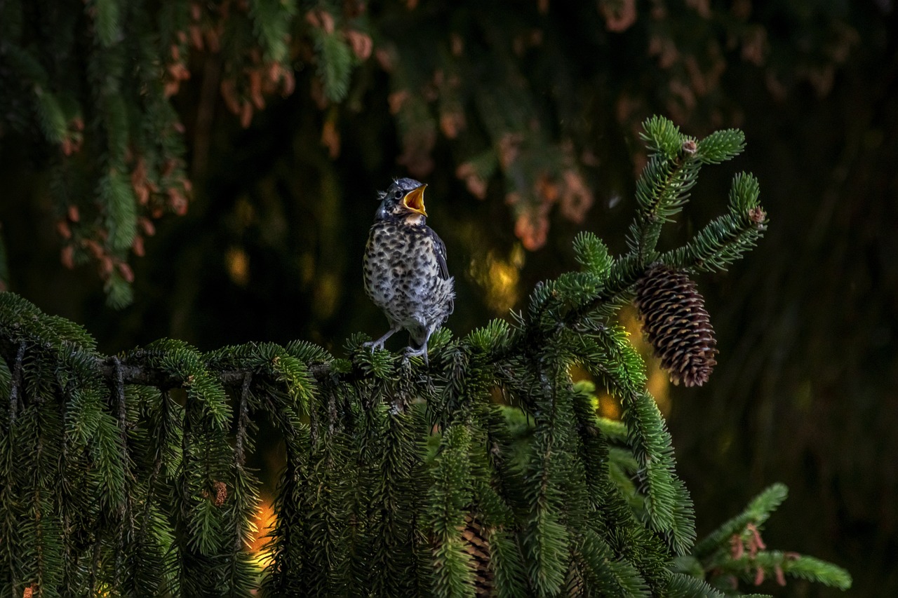 Fieldfare (Turdus pilaris)