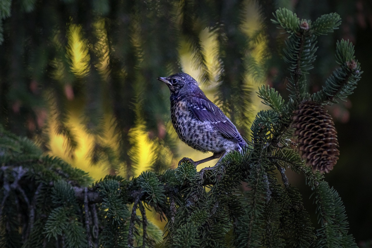 Fieldfare (Turdus pilaris)