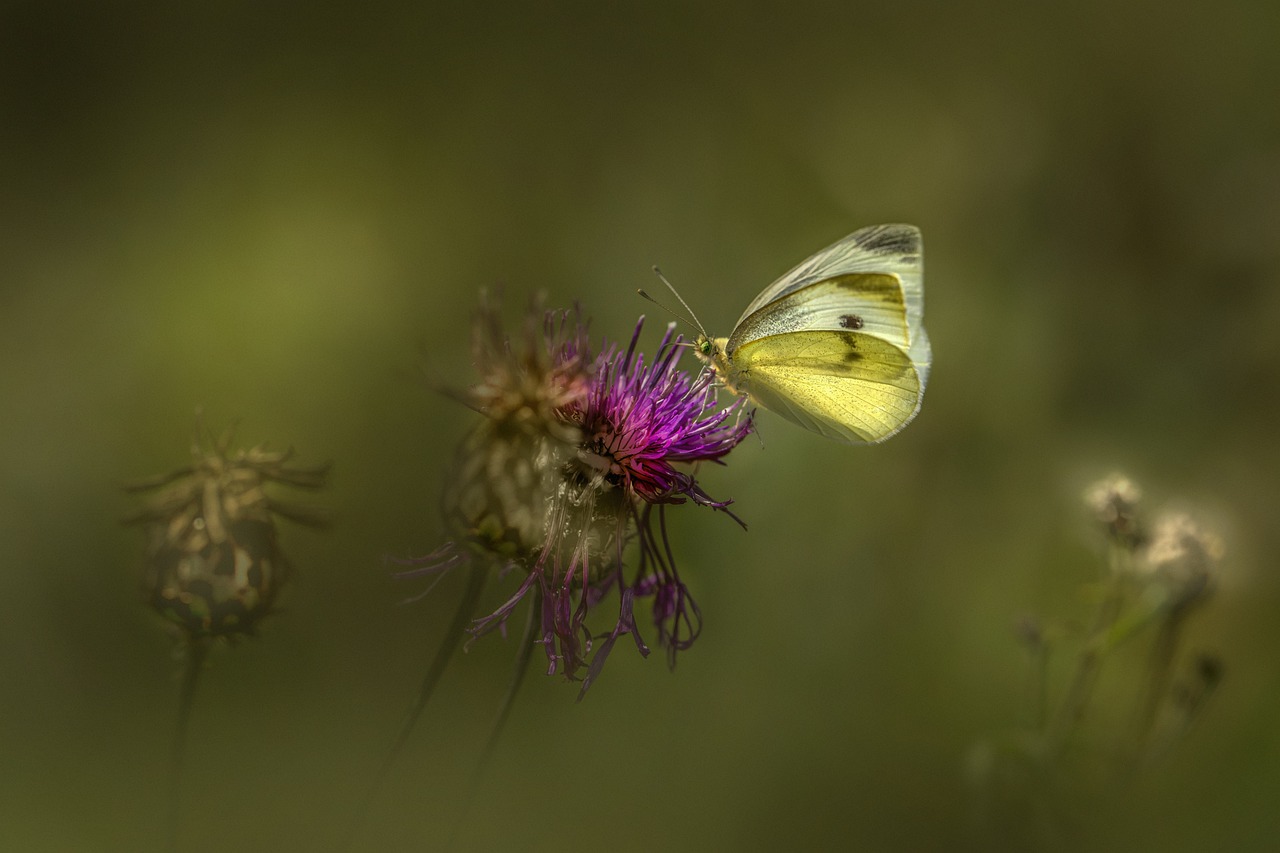 Green-veined White (Pieris napi)