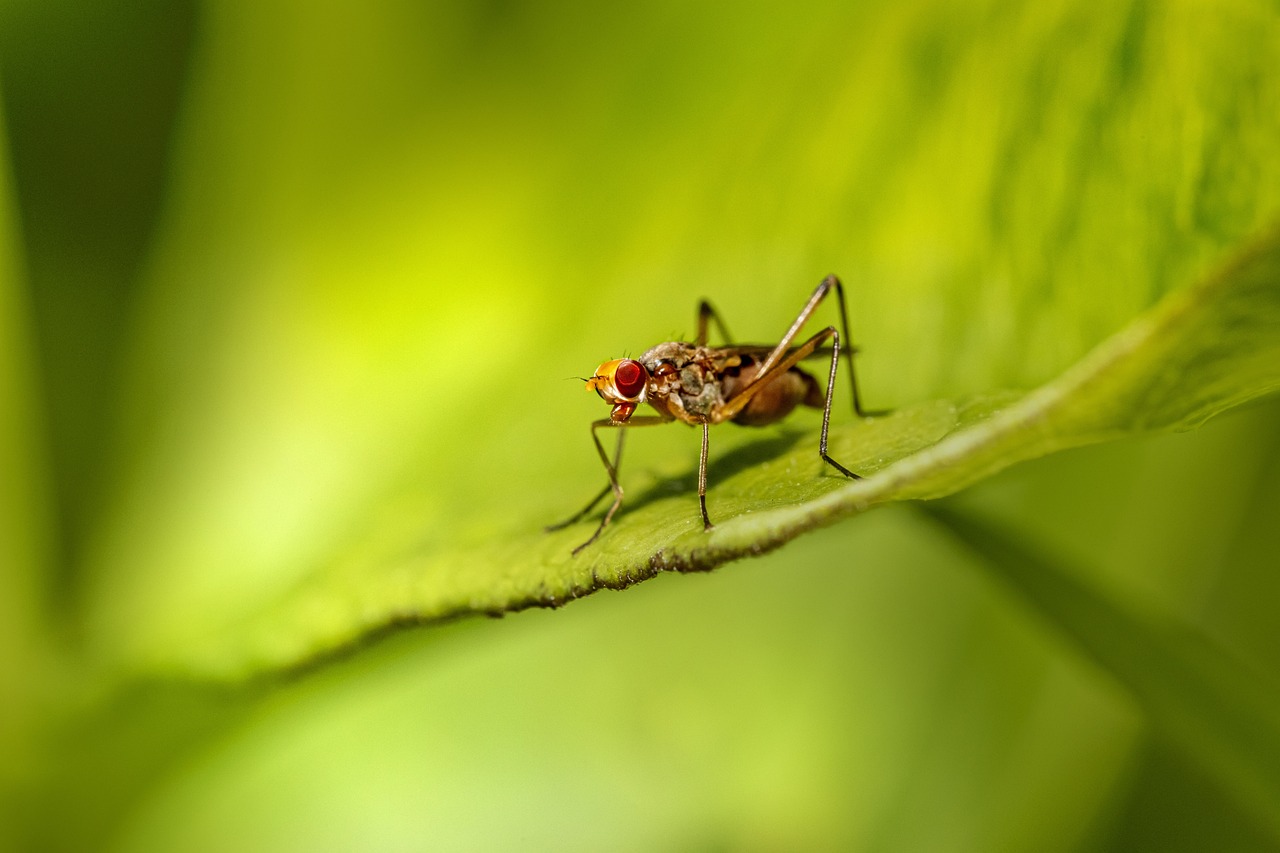 A stilt-legged fly (Micropeza corrigiolata)