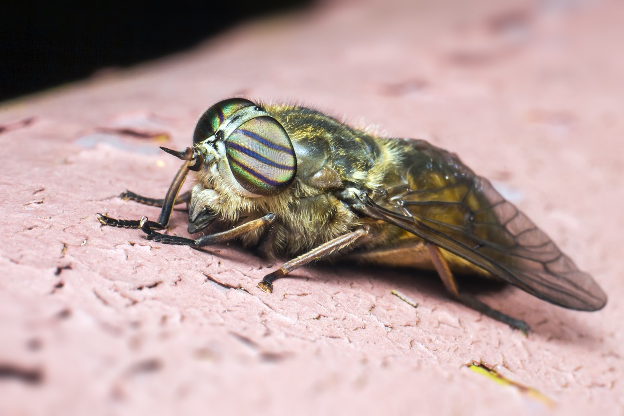 Band-eyed brown horse fly (Tabanus bromius)