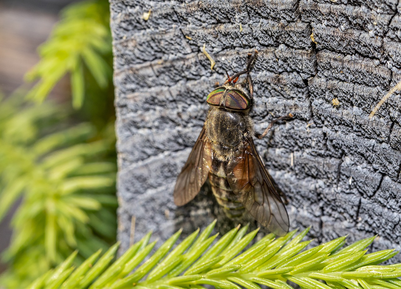 Band-eyed brown horse fly (Tabanus bromius)