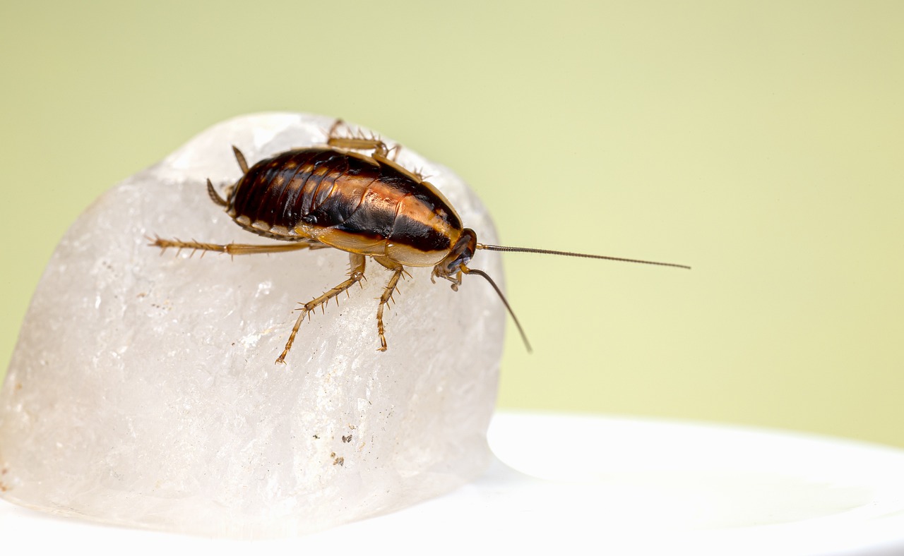 German cockroach (Blattella germanica)