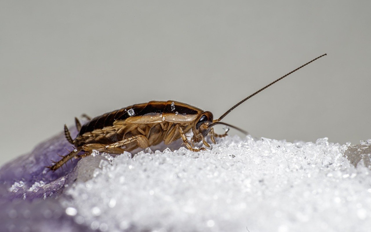 German cockroach (Blattella germanica)