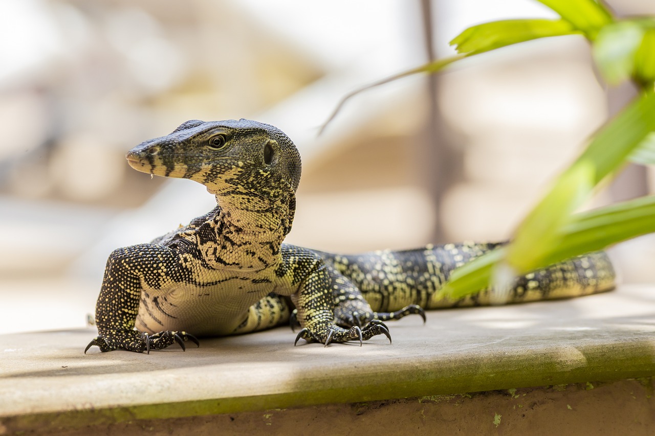 Asian Water Monitor (Varanus salvator)