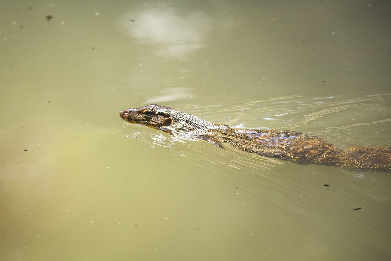 Asian Water Monitor (Varanus salvator)