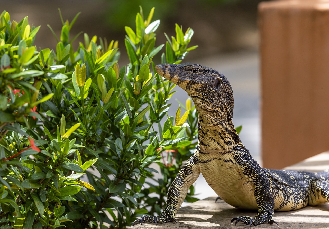 Asian Water Monitor (Varanus salvator)