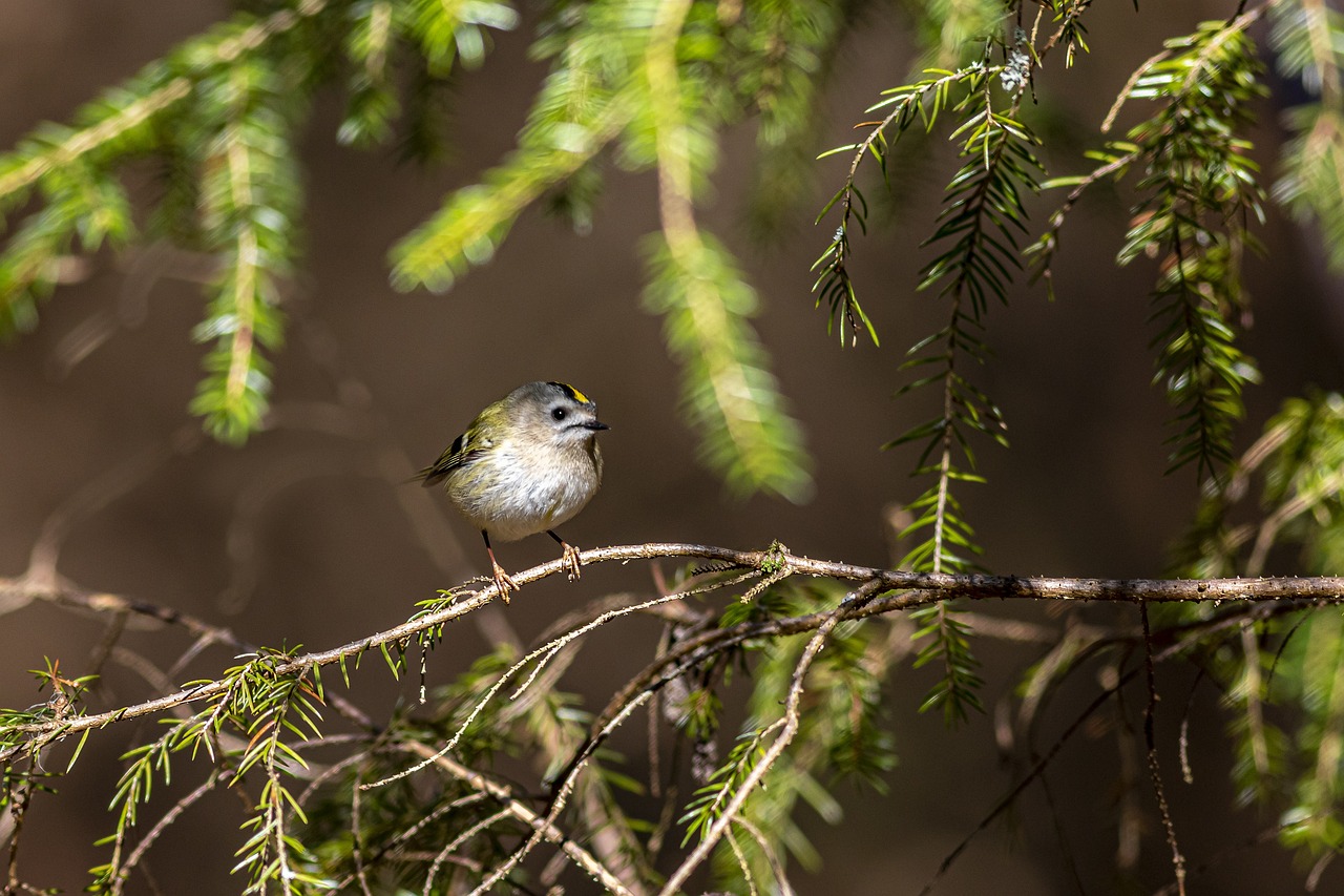 Goldcrest (Regulus regulus)