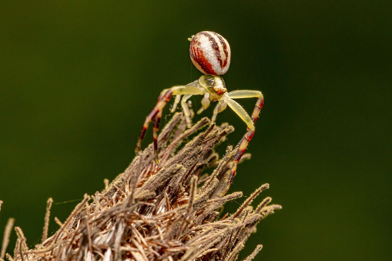 Goldenrod Crab Spider (Misumena vatia)