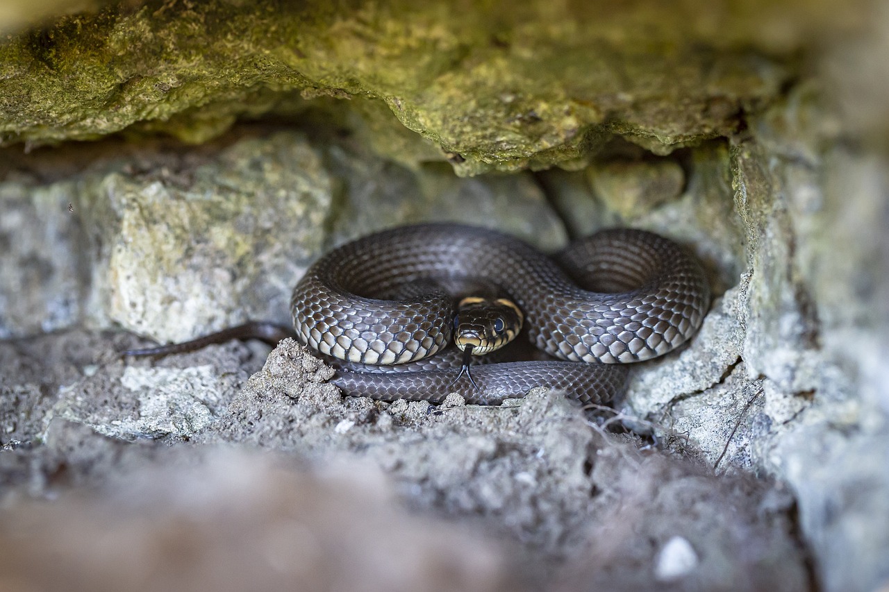 Grass snake (Natrix natrix)