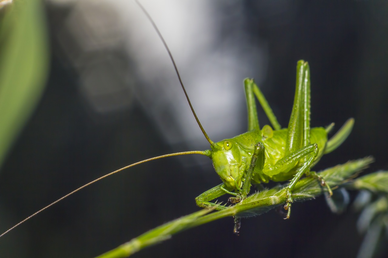 Great green bush cricket (Tettigonia viridissima)