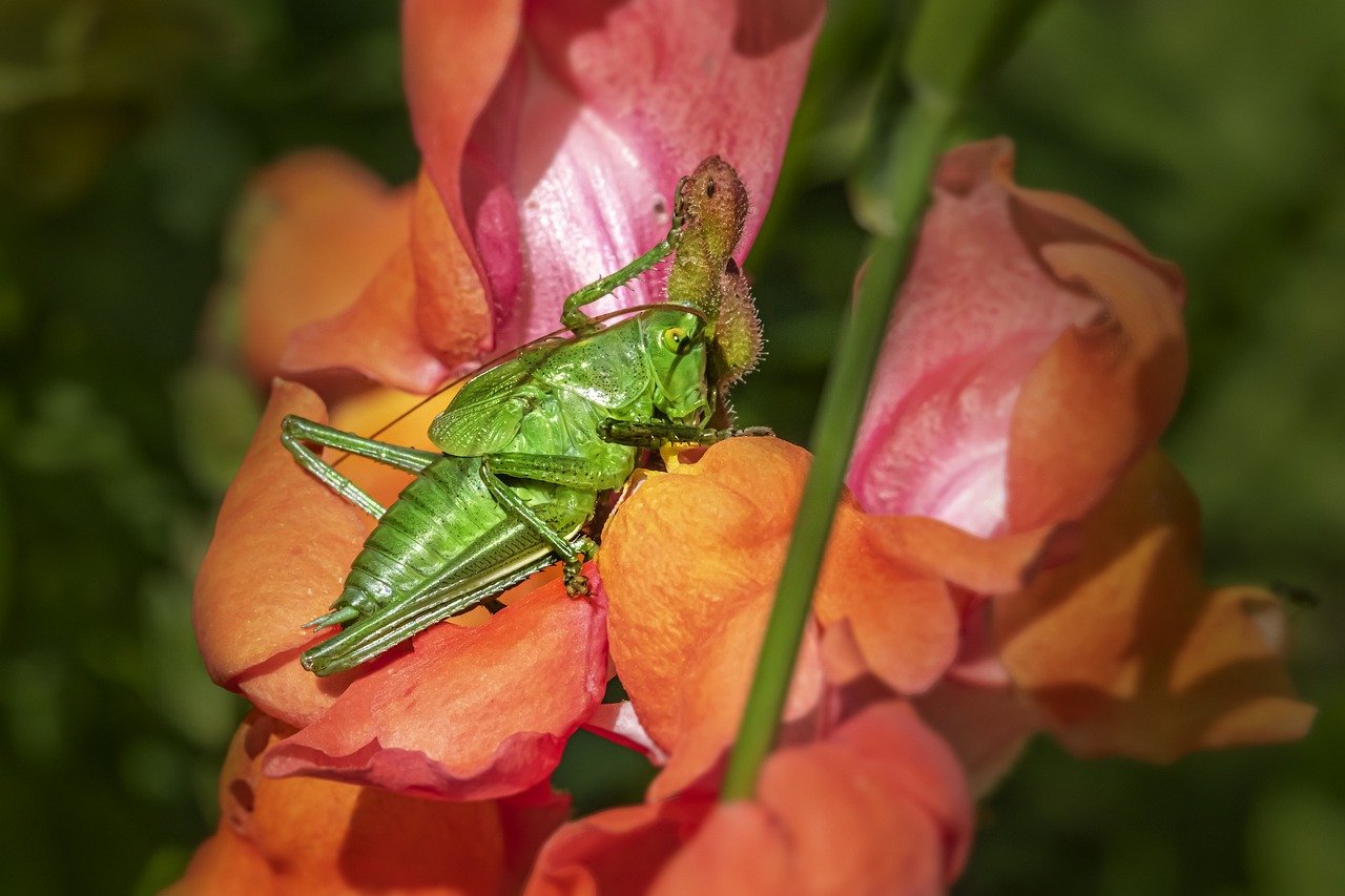 Great green bush cricket (Tettigonia viridissima)