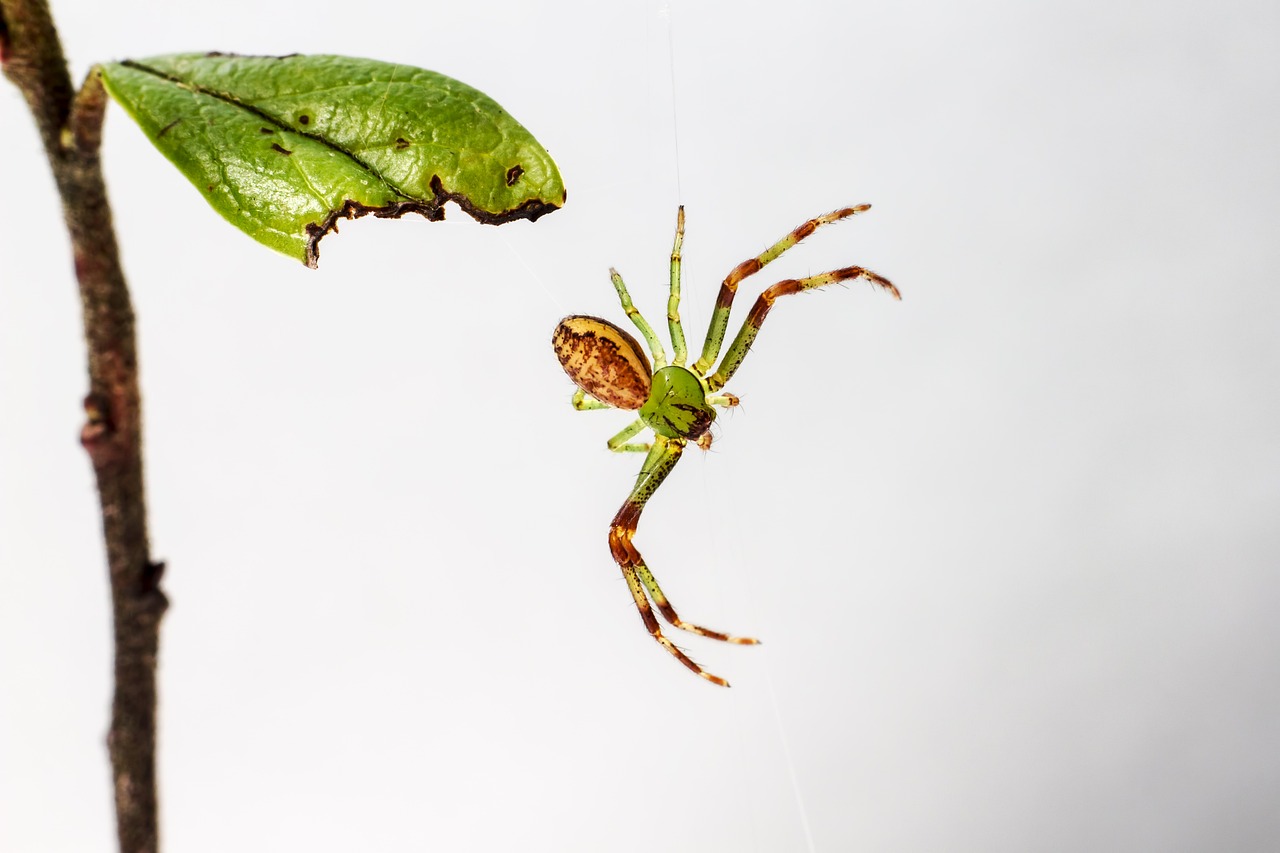 Green crab spider (Diaea dorsata)