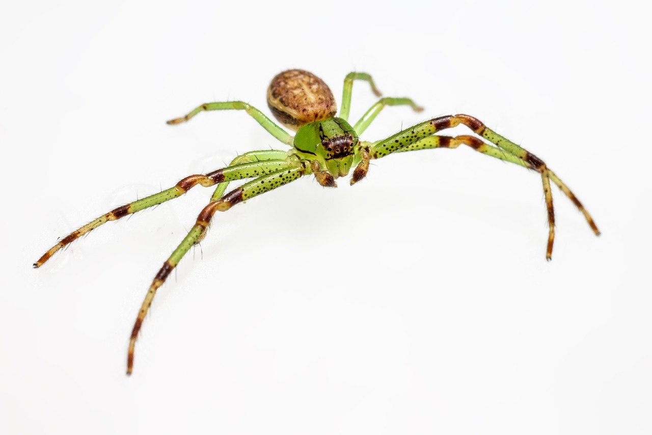 Green crab spider (Diaea dorsata)