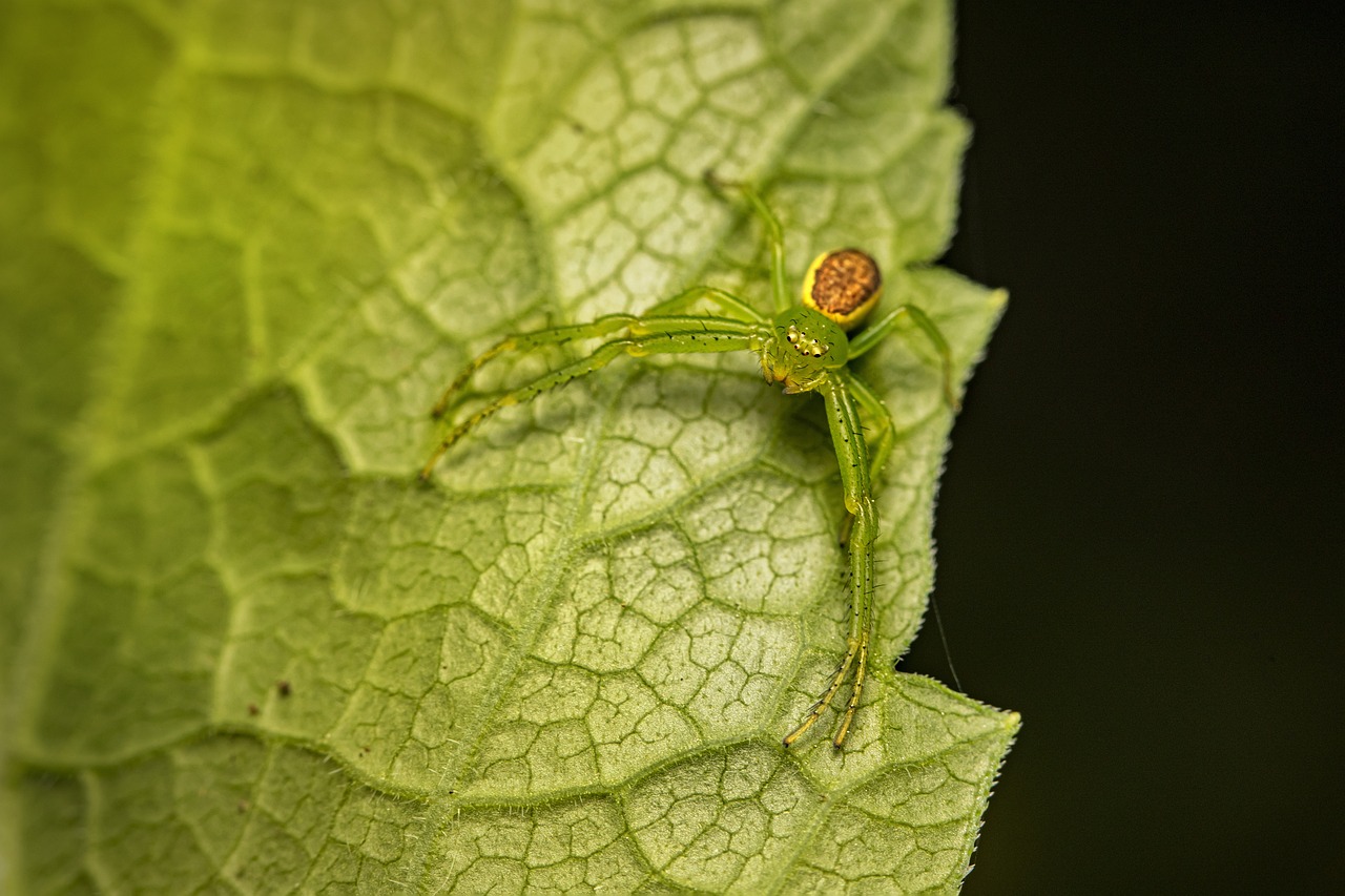 Green crab spider (Diaea dorsata)