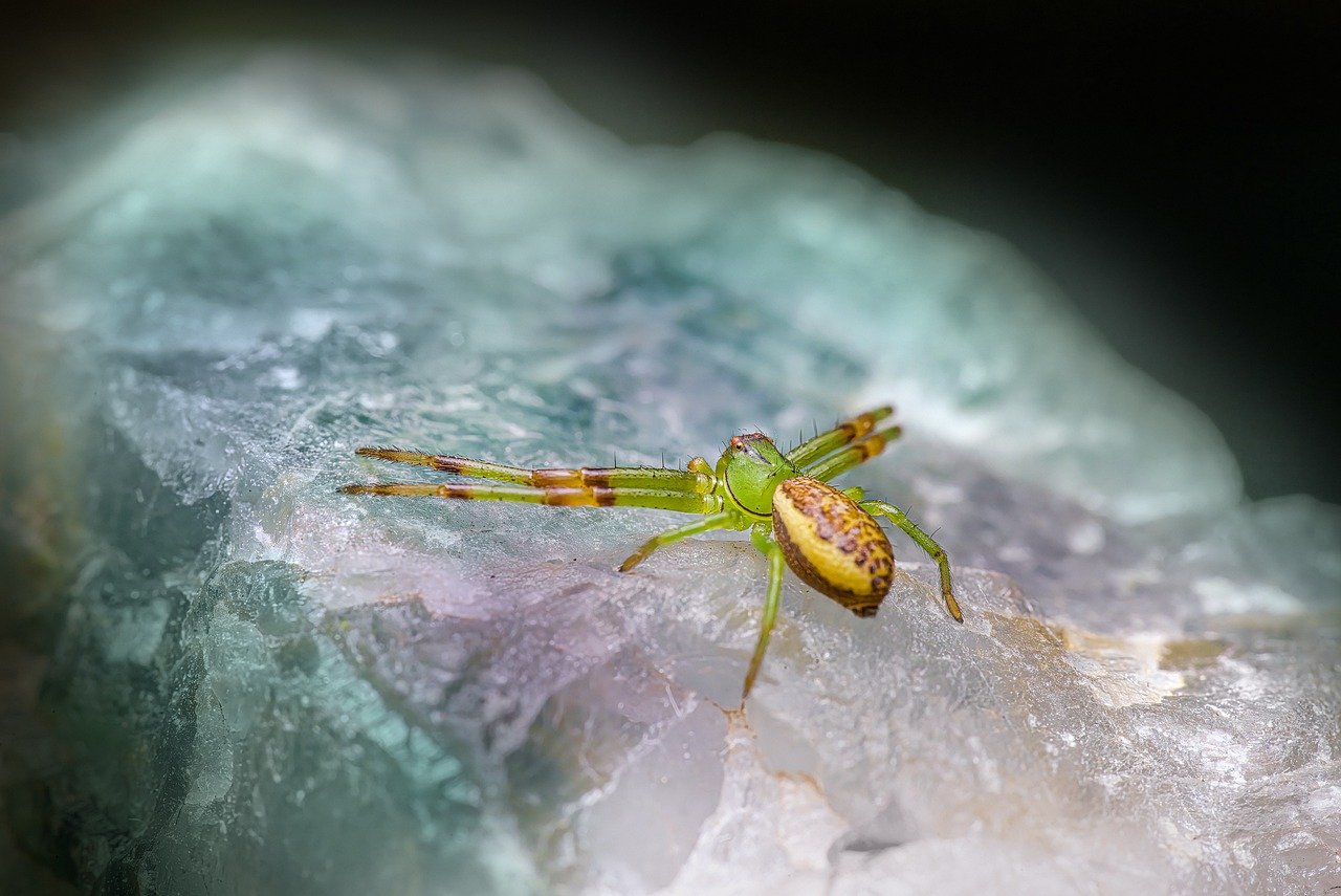 Green crab spider (Diaea dorsata)